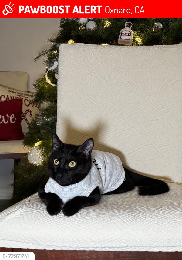 Lost Male Cat last seen Forest park blvd , Oxnard, CA 93036
