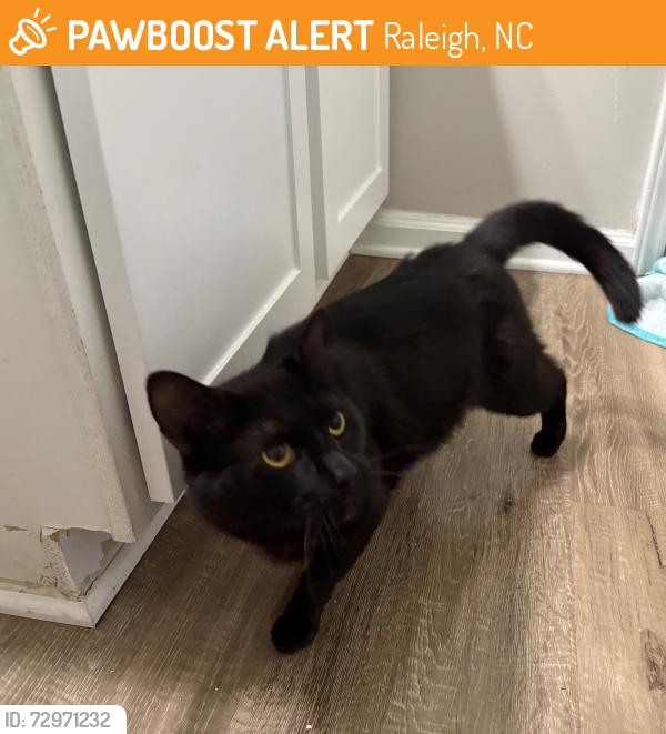Found/Stray Male Cat last seen Riverwalk Community, BP Gas station , Raleigh, NC 27616
