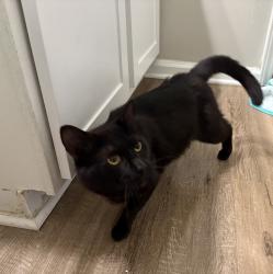 Found/Stray Male Cat last seen Riverwalk Community, BP Gas station , Raleigh, NC 27616