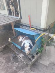 Lost Female Dog last seen County rd 8 and springhill, Gordon, AL 36343