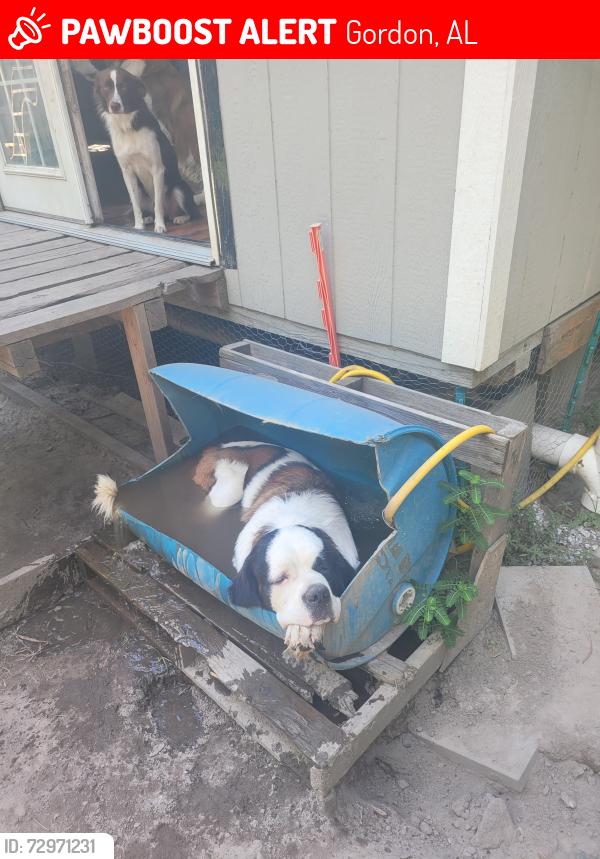 Lost Female Dog last seen County rd 8 and springhill, Gordon, AL 36343