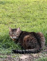 Lost Female Cat last seen West Roberts and Camellia Dr , Gonzalez, FL 32533