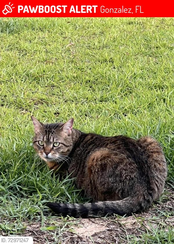 Lost Female Cat last seen West Roberts and Camellia Dr , Gonzalez, FL 32533
