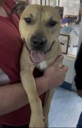 Found/Stray Male Dog last seen Camp Road, Charleston, SC 29412