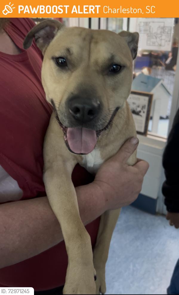 Found/Stray Male Dog last seen Camp Road, Charleston, SC 29412