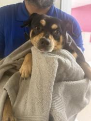 Found/Stray Male Dog last seen TGK, Miami, FL 33122