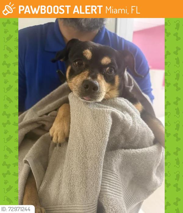Found/Stray Male Dog last seen TGK, Miami, FL 33122