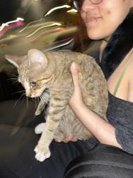 Found/Stray Unknown Cat last seen dave & busters in islandia , Islandia, NY 11749