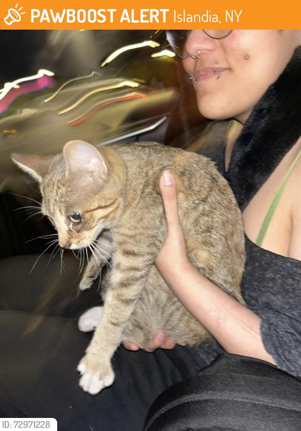 Found/Stray Unknown Cat last seen dave & busters in islandia , Islandia, NY 11749