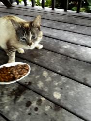 Found/Stray Unknown Cat last seen Spring Rd and 944, Middlesex Township, PA 17013