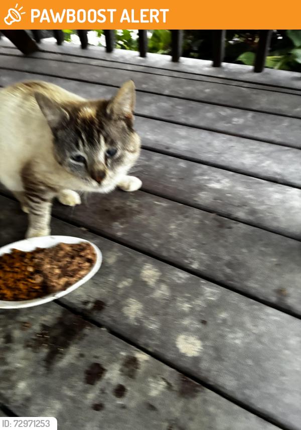 Found/Stray Unknown Cat last seen Spring Rd and 944, Middlesex Township, PA 17013