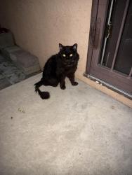 Found/Stray Unknown Cat last seen Candlaria and Eubank, Albuquerque, NM 87111