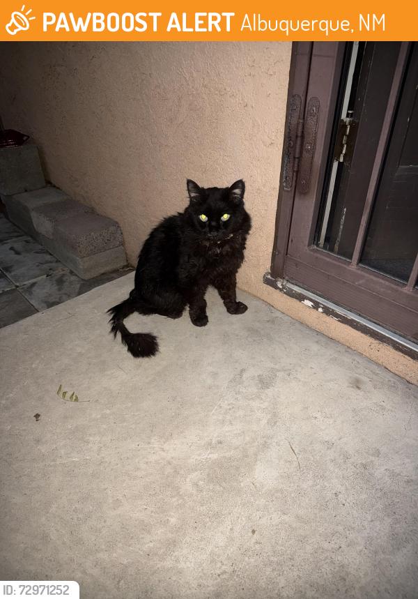 Found/Stray Unknown Cat last seen Candlaria and Eubank, Albuquerque, NM 87111