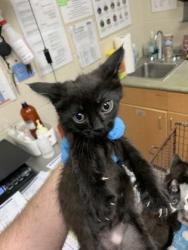 Shelter Stray Male Cat last seen North Charleston, SC 29418, North Charleston, SC 29406