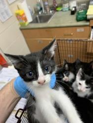 Shelter Stray Male Cat last seen North Charleston, SC 29418, North Charleston, SC 29406