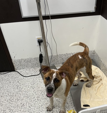 Shelter Stray Male Dog last seen East Point, GA 30344, Atlanta, GA 30336