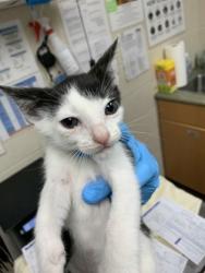 Shelter Stray Female Cat last seen North Charleston, SC 29418, North Charleston, SC 29406