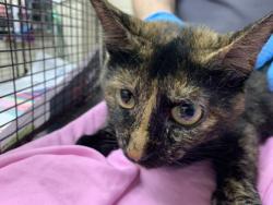 Shelter Stray Female Cat last seen North Charleston, SC 29420, North Charleston, SC 29406