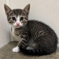 Shelter Stray Male Cat last seen Merlin Dr & Robin Dr, City of College Station, TX, 5359 Leonard Rd, Bryan, TX 77807, USA