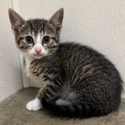 Shelter Stray Male Cat last seen Merlin Dr & Robin Dr, City of College Station, TX, 5359 Leonard Rd, Bryan, TX 77807, USA