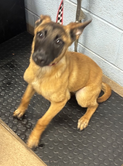 Shelter Stray Female Dog last seen Near HITT LAKE COURT Stone Mountain, 30087, 30087, GA, 3280 Chamblee Dunwoody Rd, Chamblee, GA 30341, USA