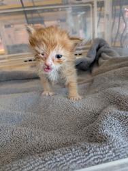 Shelter Stray Female Cat last seen El Paso, TX 79905, Fort Bliss, TX 79906