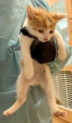 Shelter Stray Male Cat last seen Near Indian Creek Drive, Clarkston 30021, 30021, GA, 3280 Chamblee Dunwoody Rd, Chamblee, GA 30341, USA