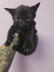 Shelter Stray Male Cat last seen Near Kari Anne Dr., CITY of El Paso, TX, Fort Bliss, TX 79906