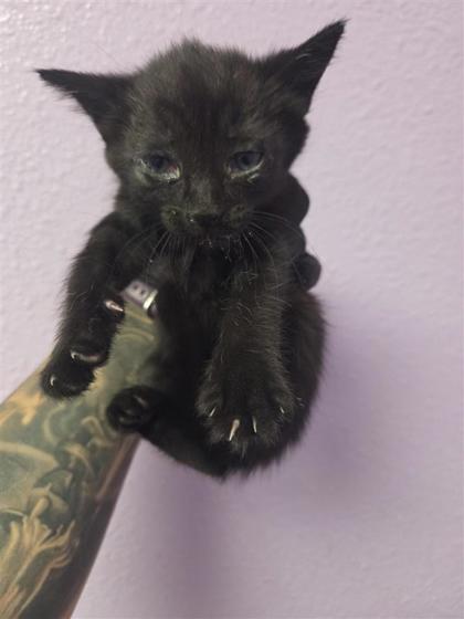 Shelter Stray Male Cat last seen Near Kari Anne Dr., CITY of El Paso, TX, Fort Bliss, TX 79906