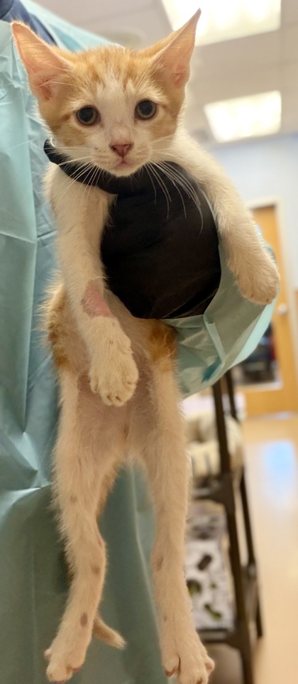 Shelter Stray Male Cat last seen Near Indian Creek Drive, Clarkston 30021, 30021, GA, 3280 Chamblee Dunwoody Rd, Chamblee, GA 30341, USA