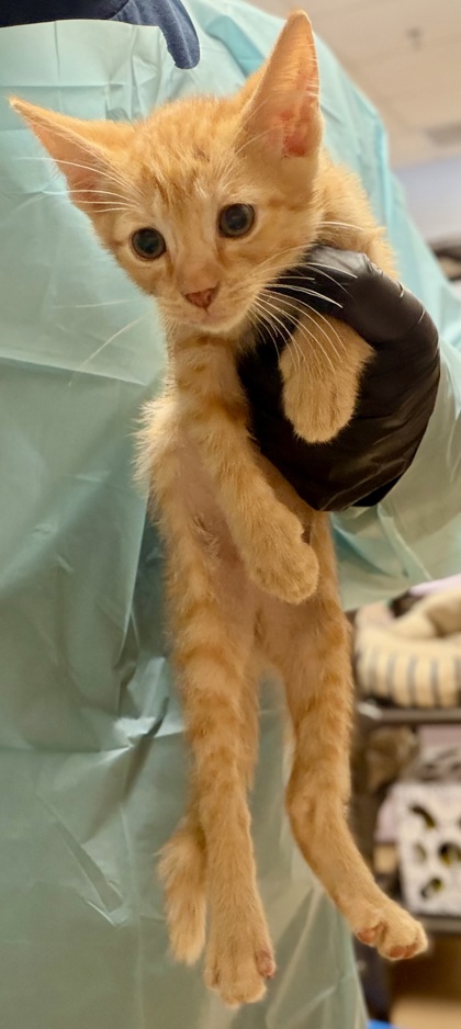 Shelter Stray Male Cat last seen Near Indian Creek Drive, Clarkston 30021, 30021, GA, 3280 Chamblee Dunwoody Rd, Chamblee, GA 30341, USA