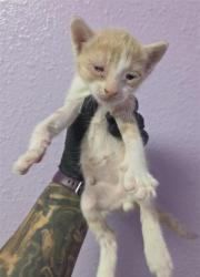 Shelter Stray Male Cat last seen Near Kari Anne Dr., CITY of El Paso, TX, Fort Bliss, TX 79906