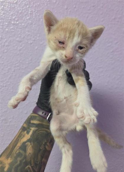 Shelter Stray Male Cat last seen Near Kari Anne Dr., CITY of El Paso, TX, Fort Bliss, TX 79906