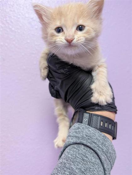 Shelter Stray Male Cat last seen Near HUECO HILL, CITY of El Paso, TX, Fort Bliss, TX 79906