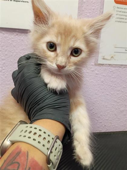 Shelter Stray Male Cat last seen Near CLAVEL DR 79907, CITY of El Paso, TX, Fort Bliss, TX 79906