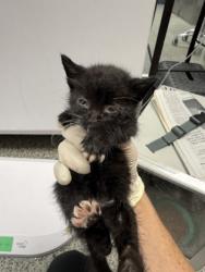 Shelter Stray Male Cat last seen Near John’s street, New Bern, NC, 1639 Old Airport Rd, New Bern, NC 28562, USA