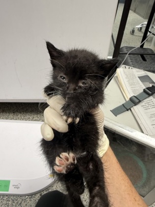 Shelter Stray Male Cat last seen Near John’s street, New Bern, NC, 1639 Old Airport Rd, New Bern, NC 28562, USA