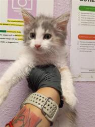 Shelter Stray Female Cat last seen Near CLAVEL DR 79907, CITY of El Paso, TX, Fort Bliss, TX 79906