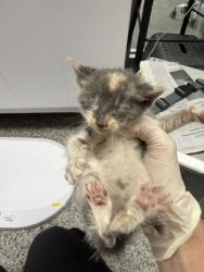 Shelter Stray Female Cat last seen Near John street, New Bern, NC, 1639 Old Airport Rd, New Bern, NC 28562, USA