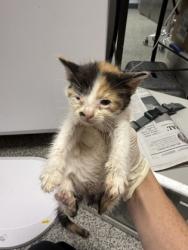 Shelter Stray Female Cat last seen Near John street, New Bern, NC, 1639 Old Airport Rd, New Bern, NC 28562, USA