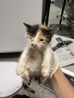 Shelter Stray Female Cat last seen Near John street, New Bern, NC, 1639 Old Airport Rd, New Bern, NC 28562, USA