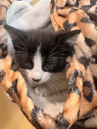 Shelter Stray Male Cat last seen DeSoto, TX 75115, Cedar Hill, TX 75104