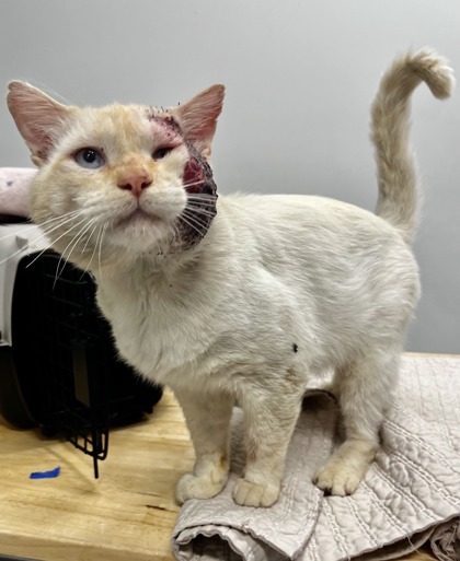 Shelter Stray Male Cat last seen Near NE 38th St, 64116, MO, 7077 Elmwood Ave, Kansas City, MO 64132, USA
