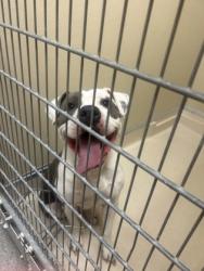Shelter Stray Female Dog last seen Middletown, OH 45044, Hamilton, OH 45011
