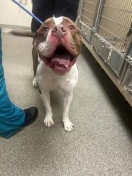 Shelter Stray Male Dog last seen Middletown, OH 45044, Hamilton, OH 45011