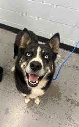 Shelter Stray Male Dog last seen Rancho Cordova, CA 95670, Sacramento, CA 95828