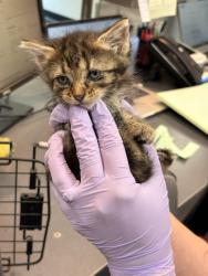 Shelter Stray Male Cat last seen Highland Point Cv, Memphis, TN, 935 Farm Rd, Memphis, TN 38134, USA