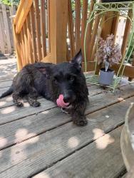 Found/Stray Female Dog last seen Demorest Rd and Wicklow, Columbus, OH 43204