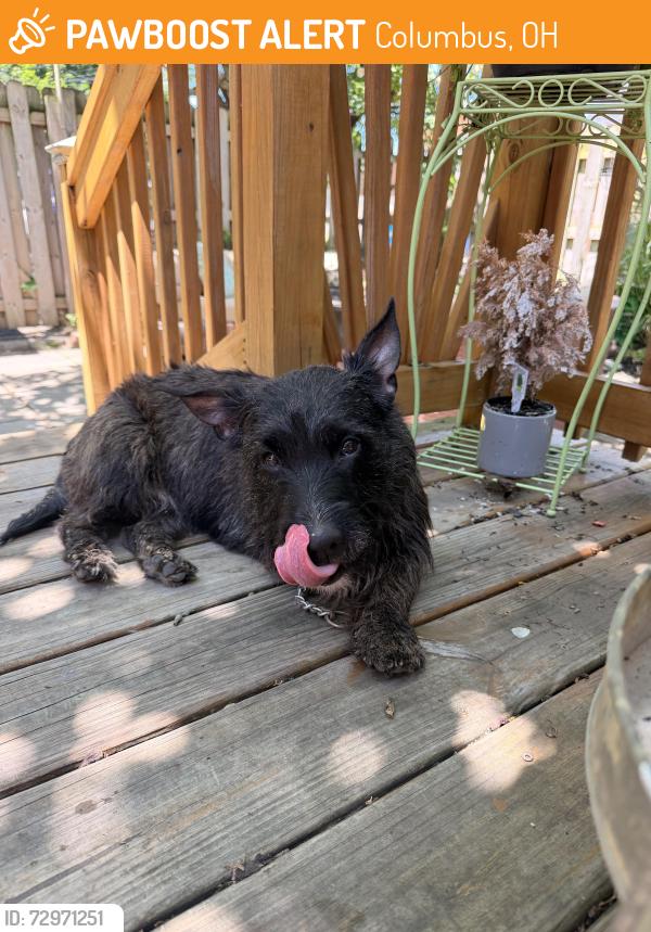 Found/Stray Female Dog last seen Demorest Rd and Wicklow, Columbus, OH 43204