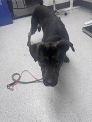 Shelter Stray Male Dog last seen Oakland, CA 94612, Oakland, CA 94601
